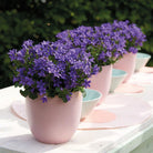 Campanula Addenda - Klokjesbloem Purple Pot size 12cm - 1m2 ground cover - 6 pieces - Ambrella Purple - Garden plants - hardy by Kolibri Company