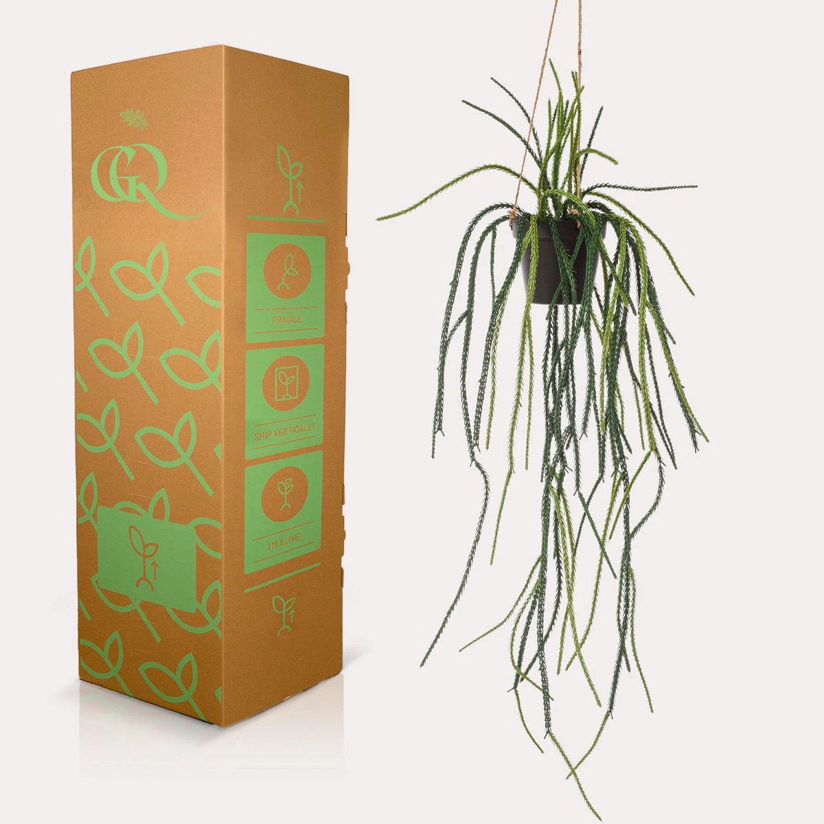 Art plant - Rhypsalis - Coral Cactus - 85 cm by Green boutiQ