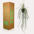 Art plant - Rhypsalis - Coral Cactus - 85 cm by Green boutiQ