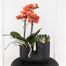 Hummingbird Orchids | Set of orange orchid Bolzano and succulent in Tube decorative pot black - pot size Ø9cm | flowering houseplant - fresh from the grower by Kolibri Company