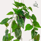 Art Plant - Philodendron Scandens - Climate Boomliefhebber - 80 cm by Green boutiQ