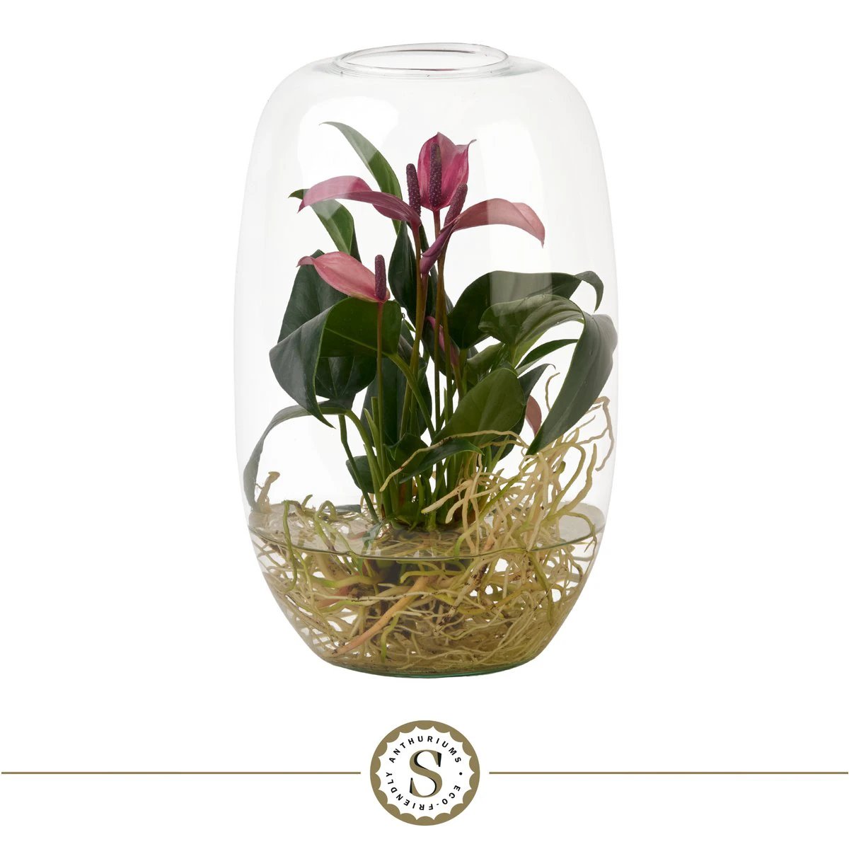 Anthurum Aqua Rots Atlantis Zizou by Blooming Luxury
