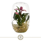 Anthurum Aqua Rots Atlantis Zizou by Blooming Luxury