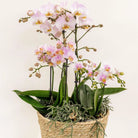 Kolibri Home - Inlay with water reservoir with watering wicks for orchid bowl - watering system for orchids Ø25cm - Inlay 1x12 + 2x9 - Field Bouquet + 3x watering wicks by Kolibri Company