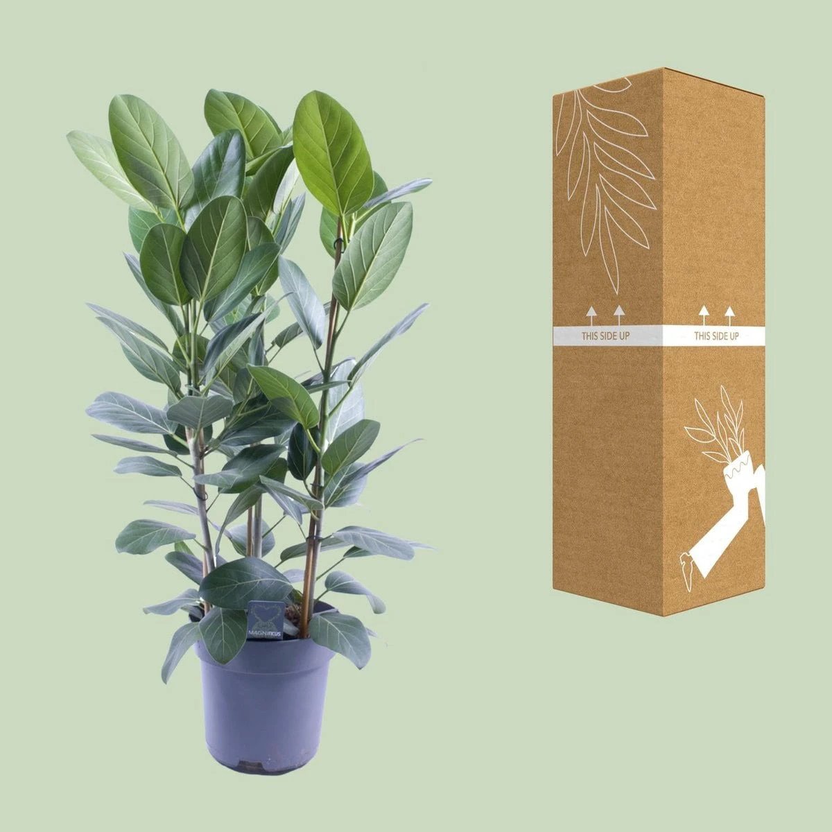 Ficus Audrey Tuft 3 cuttings - Ø27cm - ↕105cm by MEERgroothandel Planten