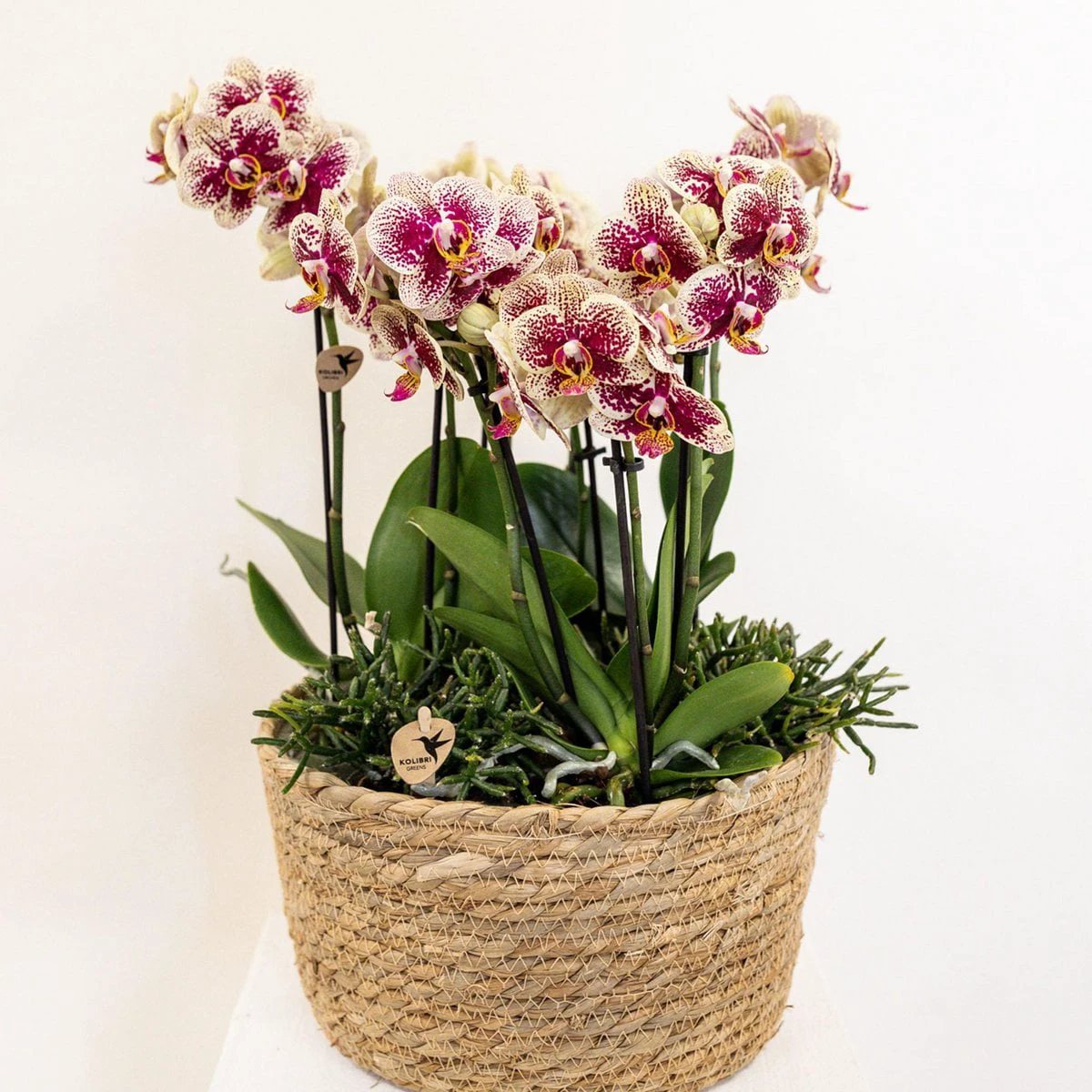 Kolibri Home - Inlay with water reservoir with watering wicks for orchid bowl - watering system for orchids Ø25cm - 3x9 - Jungle Bouque + 3x Watering wicks by Kolibri Company