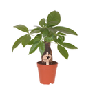 Kolibri Greens | Green Plant - Pachira ⌀9 cm - Green houseplant - Fresh from the grower by Kolibri Company