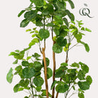 Kunstplant - Polyscias - Aralia - 160 cm by Green boutiQ