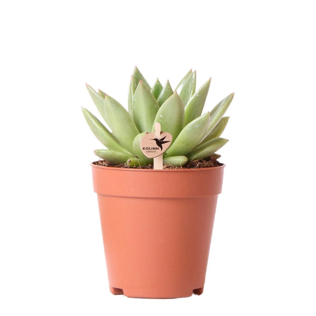 Kolibri Greens | Green Plant - Succulent Echeveria Miranda | green houseplant - fresh from the grower - Ø9cm by Kolibri Company
