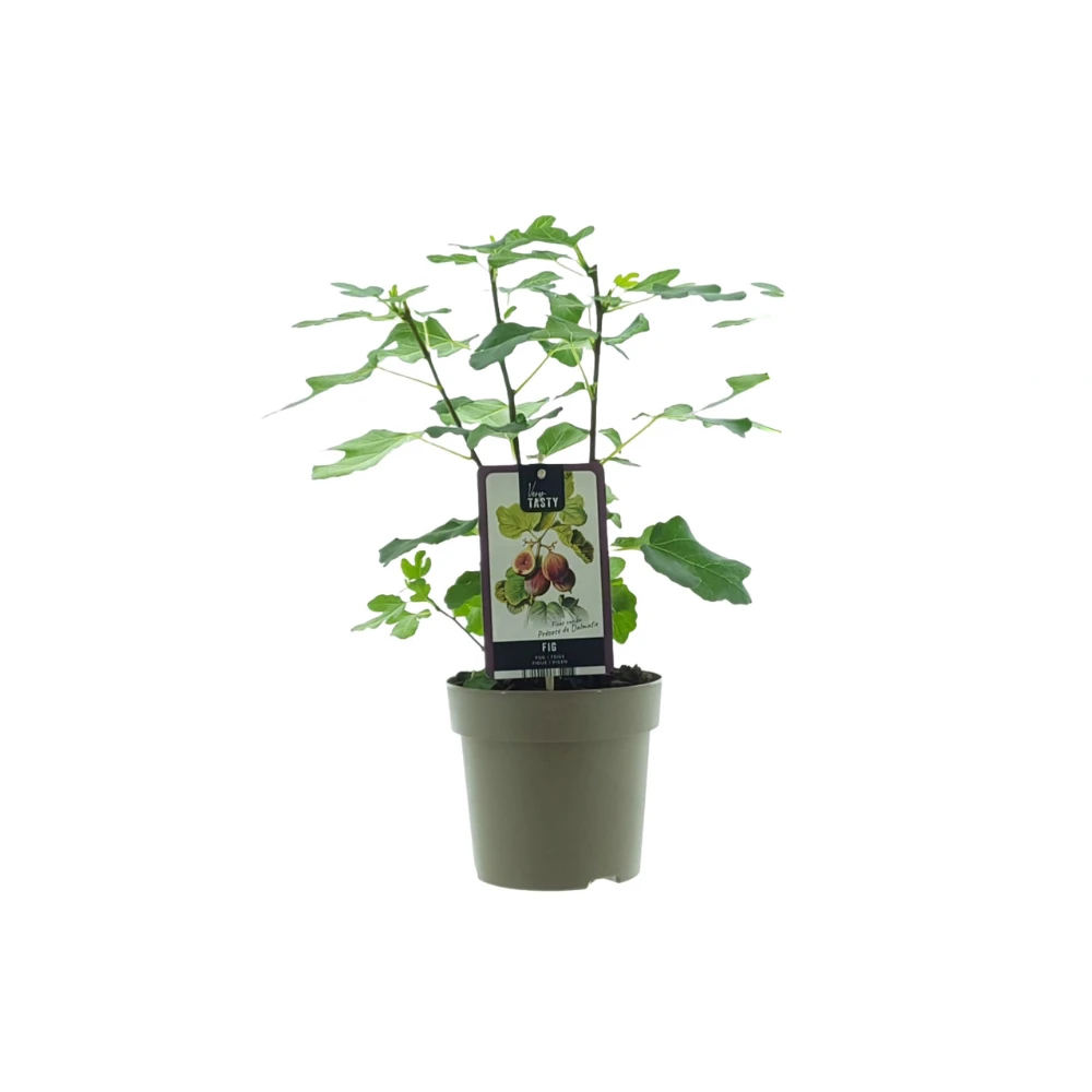 Ficus Precose aus Dalmatien – Ø15 cm – ↕40 cm von MEERgroothandel Planten