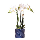 Hummingbird Orchids | white orchid Amabilis + Candy decorative pot blue - pot size Ø9cm | flowering houseplant - fresh from the grower by Kolibri Company