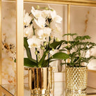 Colibr Orchids | weiße Phalaenopsis-Orchidee - Nigara Fall - Topfmaat Ø9 cm | Wohnzimmerpflanze - frisch vom Züchter von Kolibri Company