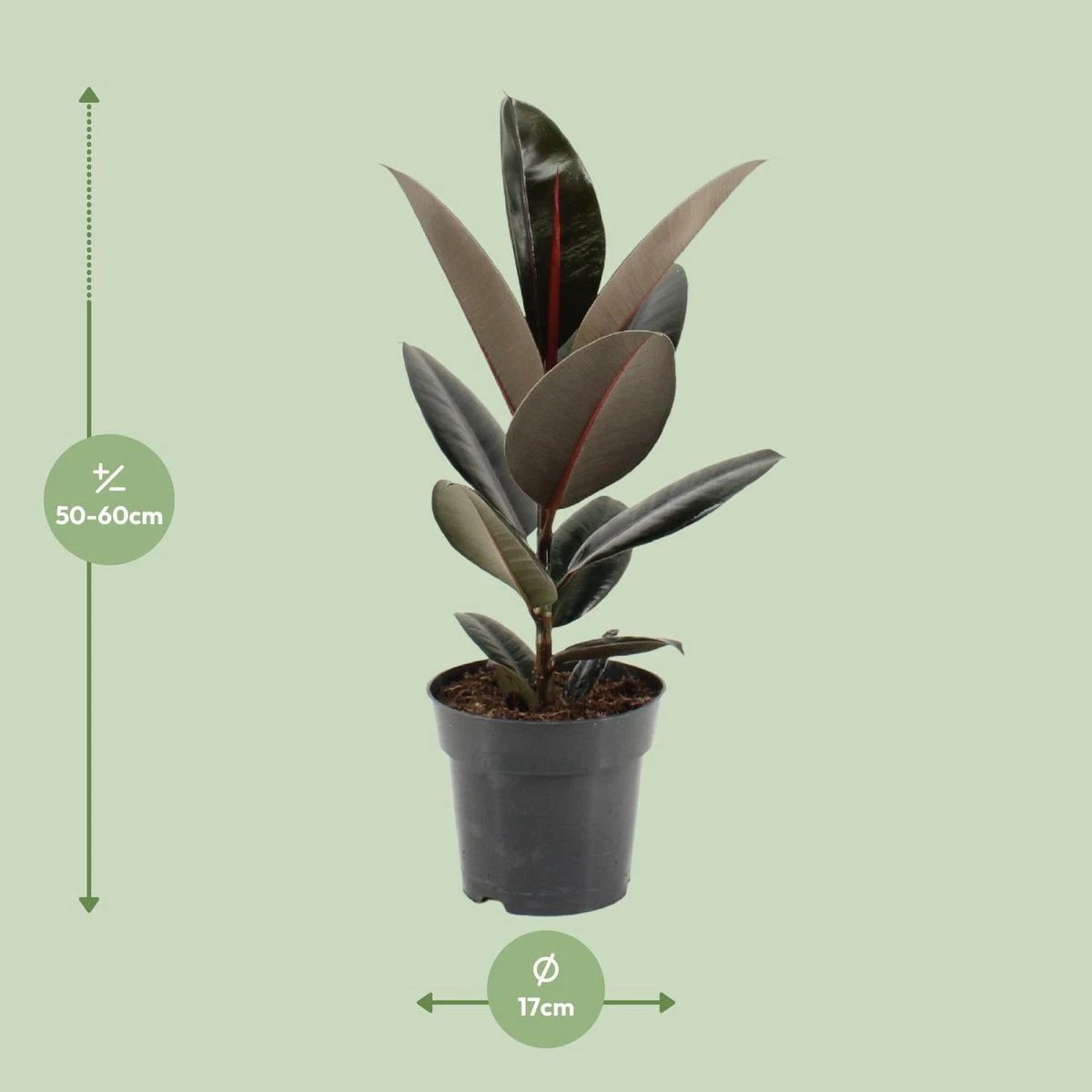 Ficus Elastica Abidjan – Ø17 cm – ↕55 cm von MEERgroothandel Planten