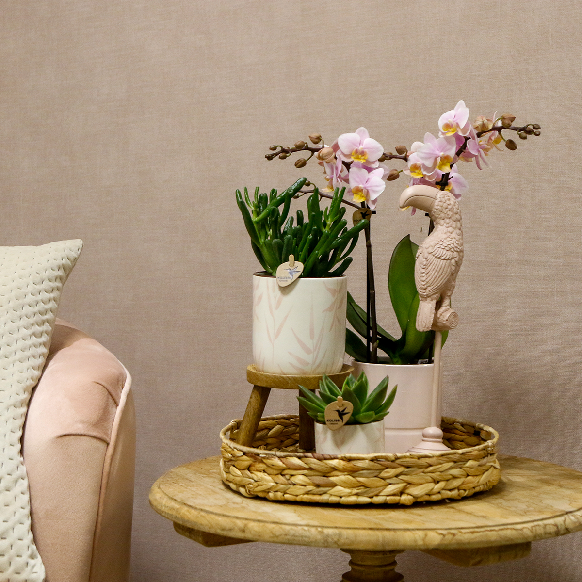 Kolibri Company | Gift Set Love Pink | Plant set with pink phalaenopsis orchid and succulents incl. Ceramic decorative pots by Kolibri Company
