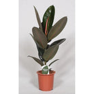 Ficus elastica Abidjan – Ø17 cm – ↕60 cm von MEERgroothandel Planten