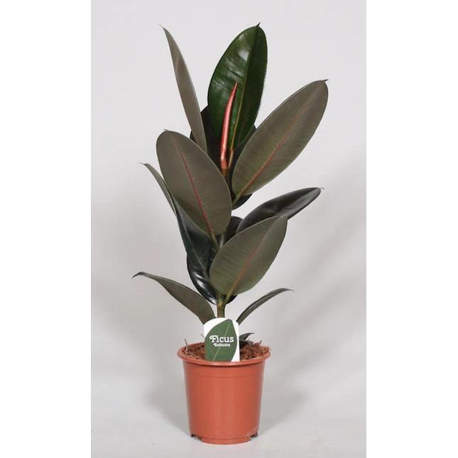 Ficus elastica Abidjan – Ø17 cm – ↕60 cm von MEERgroothandel Planten