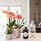 Kolibri Orchideen | Kombi-Angebot mit 2 orangefarbenen Phalaenopsis-Orchideen – Bolzano – Topfgröße Ø9 cm, blühende Zimmerpflanze – frisch vom Züchter von Kolibri Company