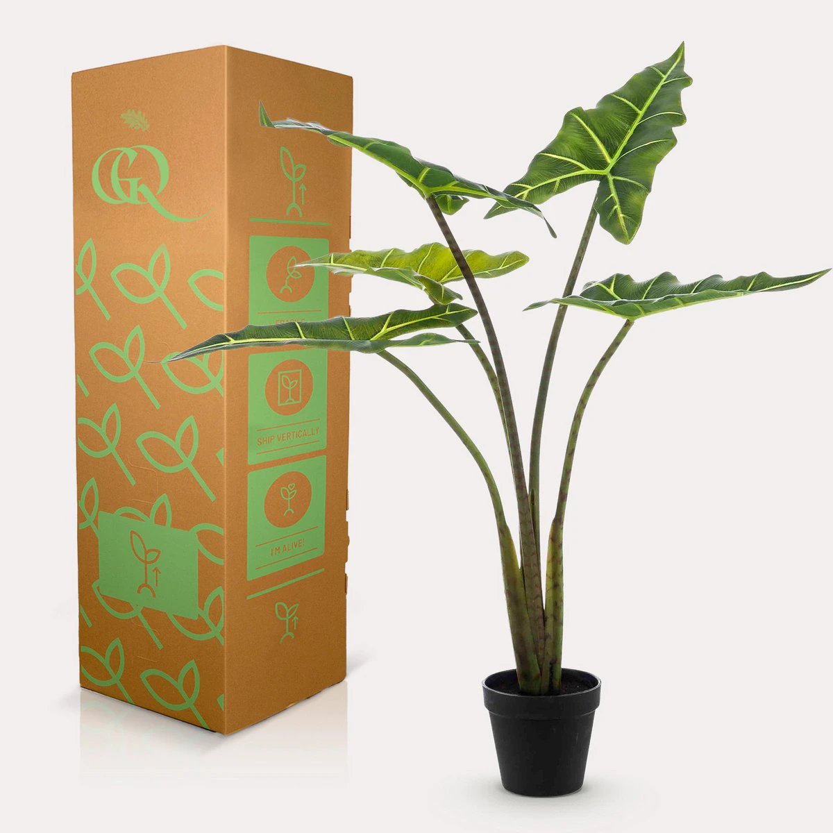 Art plant - Alocasia Frydek - Elephants ear - 80 cm by Green boutiQ