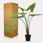 Art plant - Alocasia Frydek - Elephants ear - 80 cm by Green boutiQ