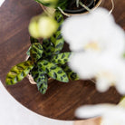 Kolibri Greens | Green Plant - Calathea Makoyana - Green houseplant - Fresh from the grower - Ø9cm by Kolibri Company