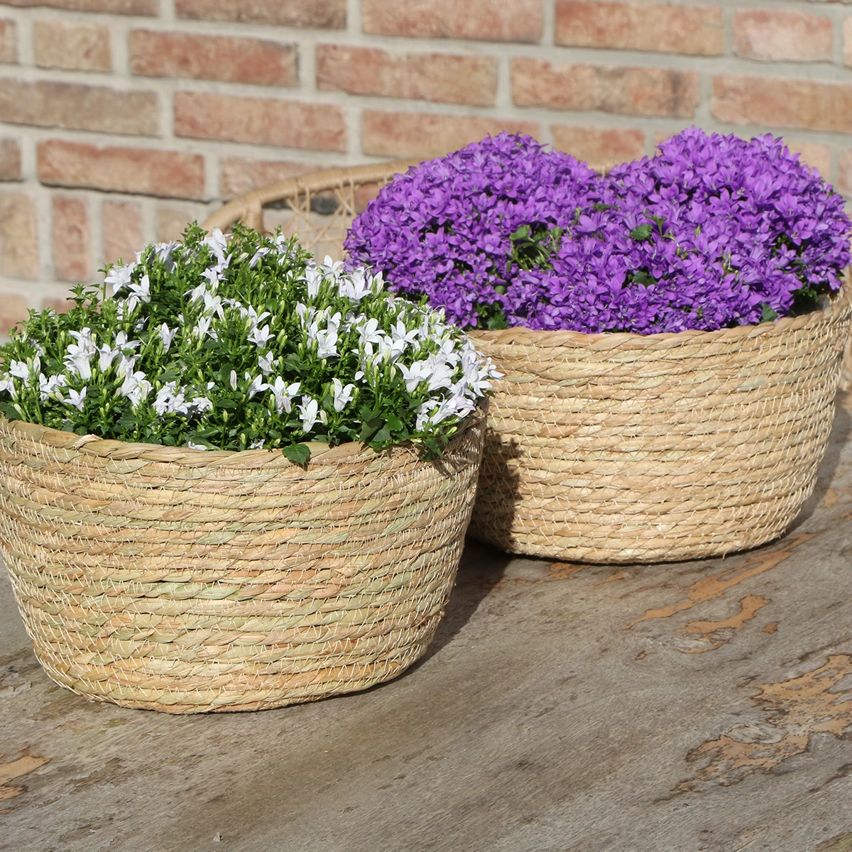 Campanula Addenda Ambella Intensiv-Violett – Korbgeflecht-Schale mit Campanula mit Wassergabesystem – 3 Stück – Klokjesbloem Violett – Topfgröße 12 cm – Innen & Außen von Kolibri Company