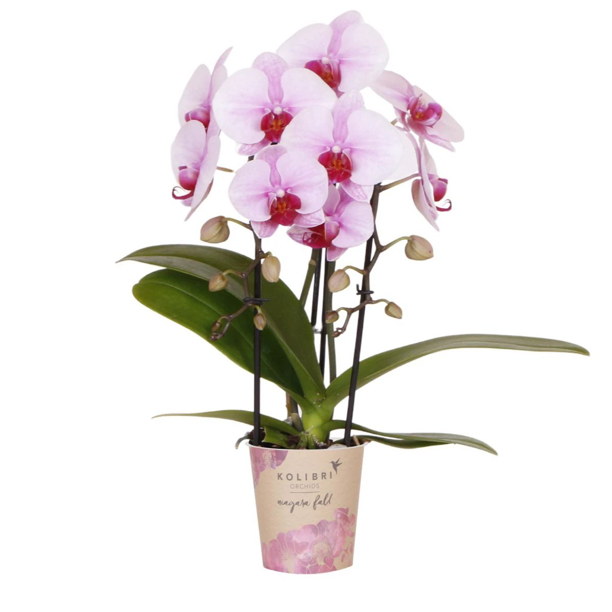 Colibr Orchids | pink Phalaenopis orchid - Nagara Fall - potmate Ø9cm | -driving room plant - freshly from the grower by Kolibri Company