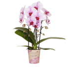 Colibr Orchids | rosa Phalaenopsis-Orchidee – Nagara Fall – potmate Ø9 cm | Wohnzimmerpflanze – frisch vom Züchter von Kolibri Company