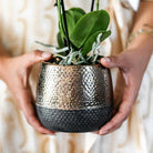 Colibr Orchids | yellow red Phalaenopsis orchid – Spain + Elites of ordinary pots – pot measure Ø9cm | blooming room plant in flower pot - fresh from the grower by Kolibri Company