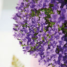 Campanula Addenda Ambella Intensiv-Purpur – Balkon-Eimer Weiß mit 3 Stück Campanula, Topfmaß 12 cm – inkl. Aufhängesystem – Klokjesbloem Purpur – Stauden – Gartenpflanzen von Kolibri Company