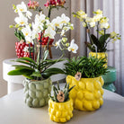 Kolibri Orchideen | gelbe Phalaenopsis-Orchidee – Mexico + Citrus Orchideentopf, grüne Töpfe – Potmate Ø9 cm | blühende Zimmerpflanze im Blumentopf – frisch vom Züchter von der Kolibri Company