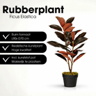 Artificial plant Rubber plant Red by Mica Decorations