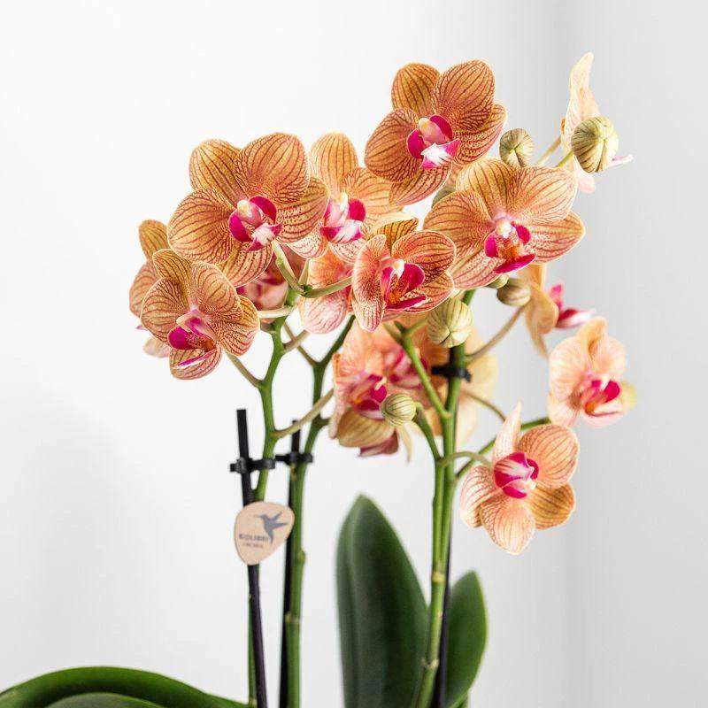 Colibr Orchids | white Phalaenopsis orchid – Jamaica + Lush pot – potmate Ø9cm | blooming room plant in flower pot - fresh from the grower by Kolibri Company