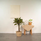 Ficus elastica Melany Stamm - ↨90cm - Ø21cm + Korb Selin von MEERgroothandel Planten