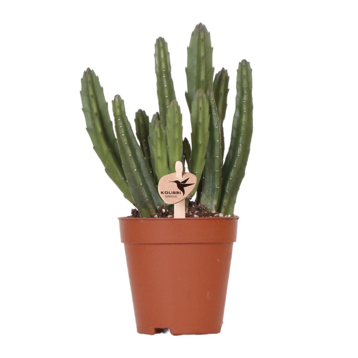 Kolibri Greens | Green Plant - Stapelia - Green houseplant - Fresh of the grower - Ø9cm by Kolibri Company