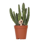 Kolibri Greens | Green Plant - Stapelia - Green houseplant - Fresh of the grower - Ø9cm by Kolibri Company