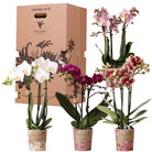 Kolibri Orchids - Surprise box mix - plant discount box - surprise box with 4 different orchids - fresh from the grower by Kolibri Company