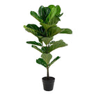 Fiddle Leaf Tree - Green, PE Plastic/Polyester/Cement, 36x46x100 cm by EMIRELLE
