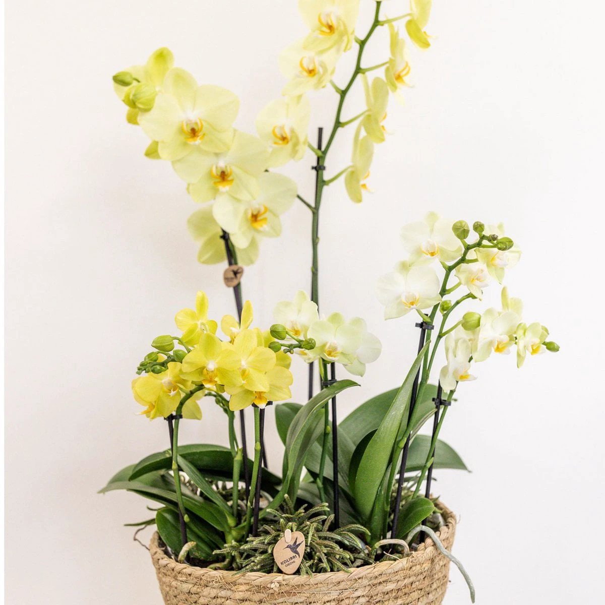 Kolibri Home - Inlay with water reservoir with watering wicks for orchid bowl - watering system for orchids Ø25cm - Inlay 1x12 + 2x9 - Field Bouquet + 3x watering wicks by Kolibri Company