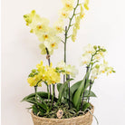 Kolibri Home - Inlay with water reservoir with watering wicks for orchid bowl - watering system for orchids Ø25cm - Inlay 1x12 + 2x9 - Field Bouquet + 3x watering wicks by Kolibri Company