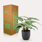 Kunstpflanze – Calathea Zebrina – Schattenpflanze – 38 cm von Green boutiQ