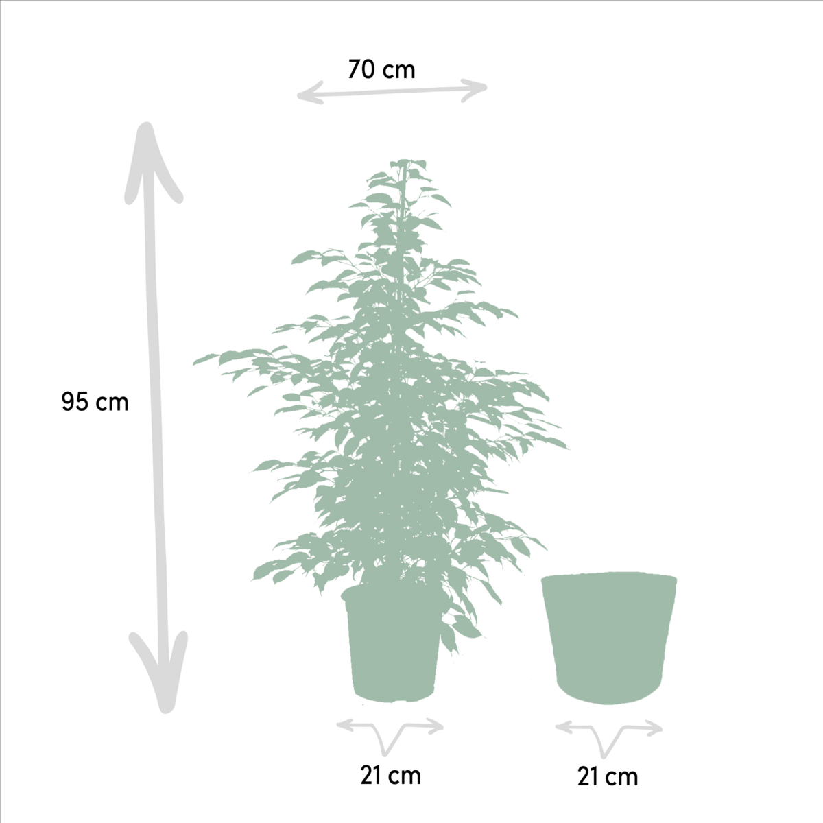 Ficus Benjamina Danielle - Ø21cm - ↕95cm + Ficus Benjamina Twilight - Ø21cm - ↕95cm + Ficus Microcarpa Moclame - Ø21cm - ↕95cm + Mand Selin by MEERgroothandel Planten