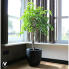 Plantenpot - Ducos big black by Vase The World