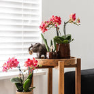 Kolibri Greens | Green Plant - Stapelia - Green houseplant - Fresh of the grower - Ø6cm by Kolibri Company
