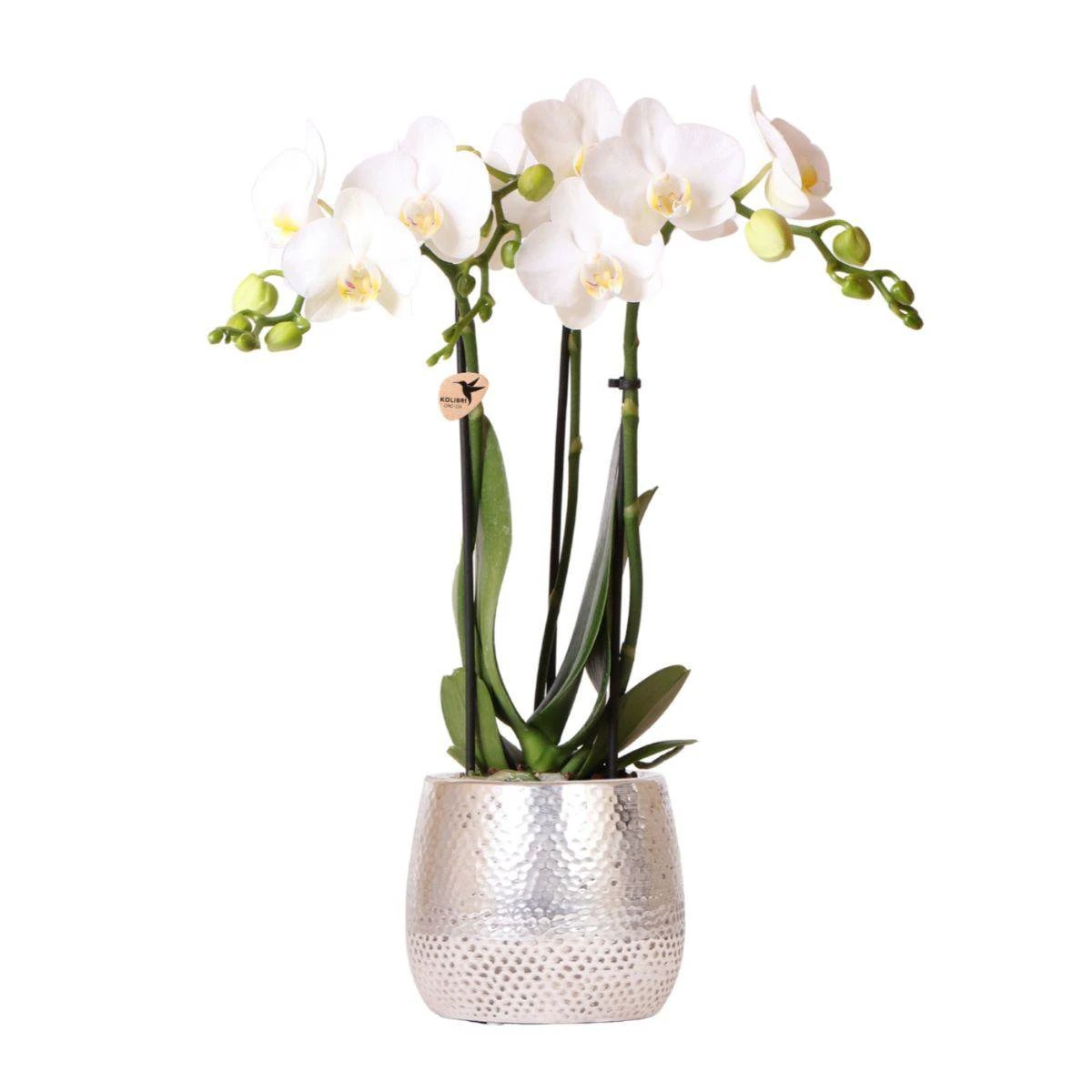 Hummingbird Orchids | white Phalaenopsis orchid - Amabilis + Elite pot silver- pot size Ø9cm - 35cm high | blooming houseplant - fresh from the grower by Kolibri Company