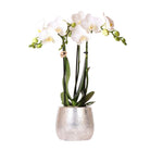 Hummingbird Orchids | white Phalaenopsis orchid - Amabilis + Elite pot silver- pot size Ø9cm - 35cm high | blooming houseplant - fresh from the grower by Kolibri Company