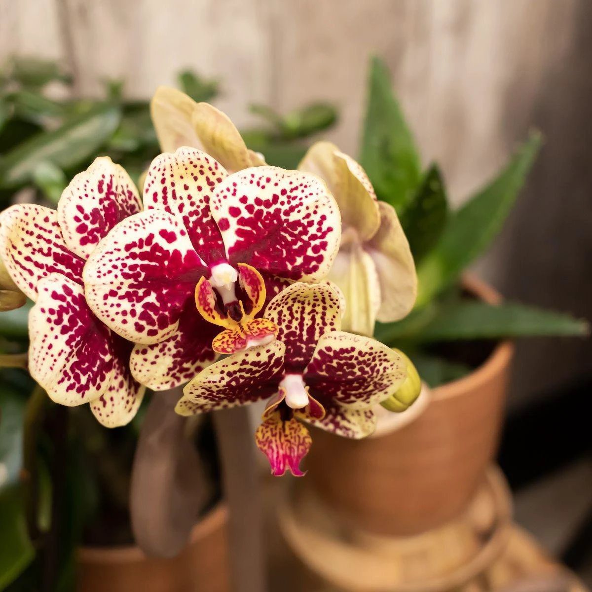 Colibr Orchids | KOMBI-ANGEBOT mit 2 gelb-roten Phalaonopsis-Orchideen – Spanien – Topfmaß Ø9cm | – Pflanze fürs Wohnzimmer – frisch vom Züchter von Kolibri Company