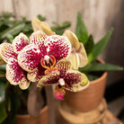 Colibr Orchids | KOMBI-ANGEBOT mit 2 gelb-roten Phalaonopsis-Orchideen – Spanien – Topfmaß Ø9cm | – Pflanze fürs Wohnzimmer – frisch vom Züchter von Kolibri Company