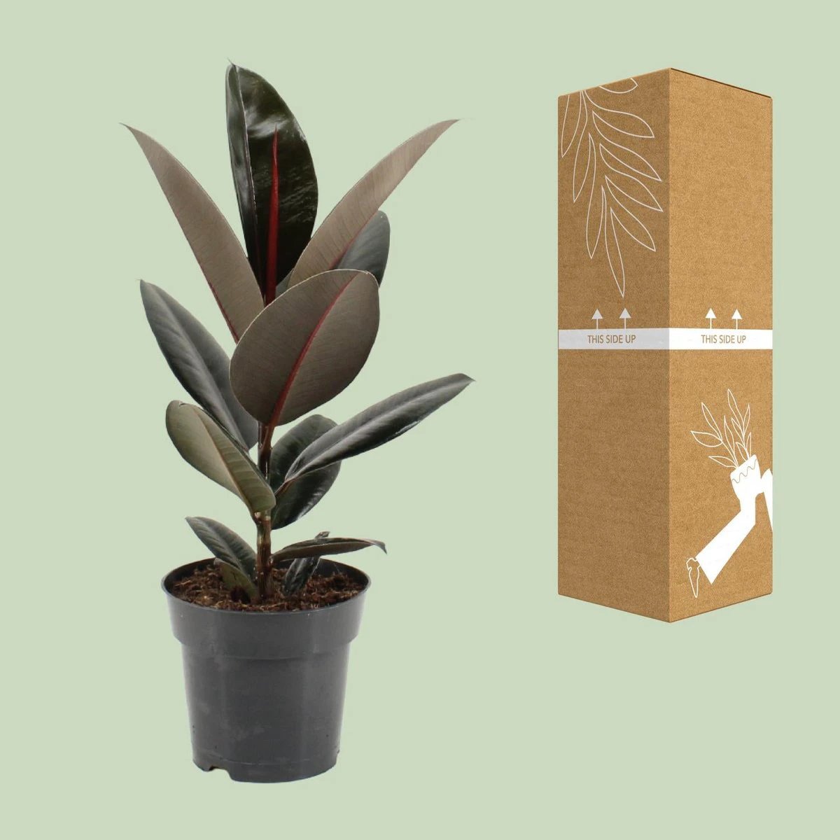 Ficus elastica Abidjan – Ø17cm – ↕55cm von MEERgroothandel Planten