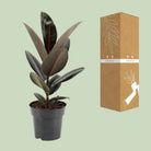 Ficus elastica Abidjan – Ø17cm – ↕55cm von MEERgroothandel Planten