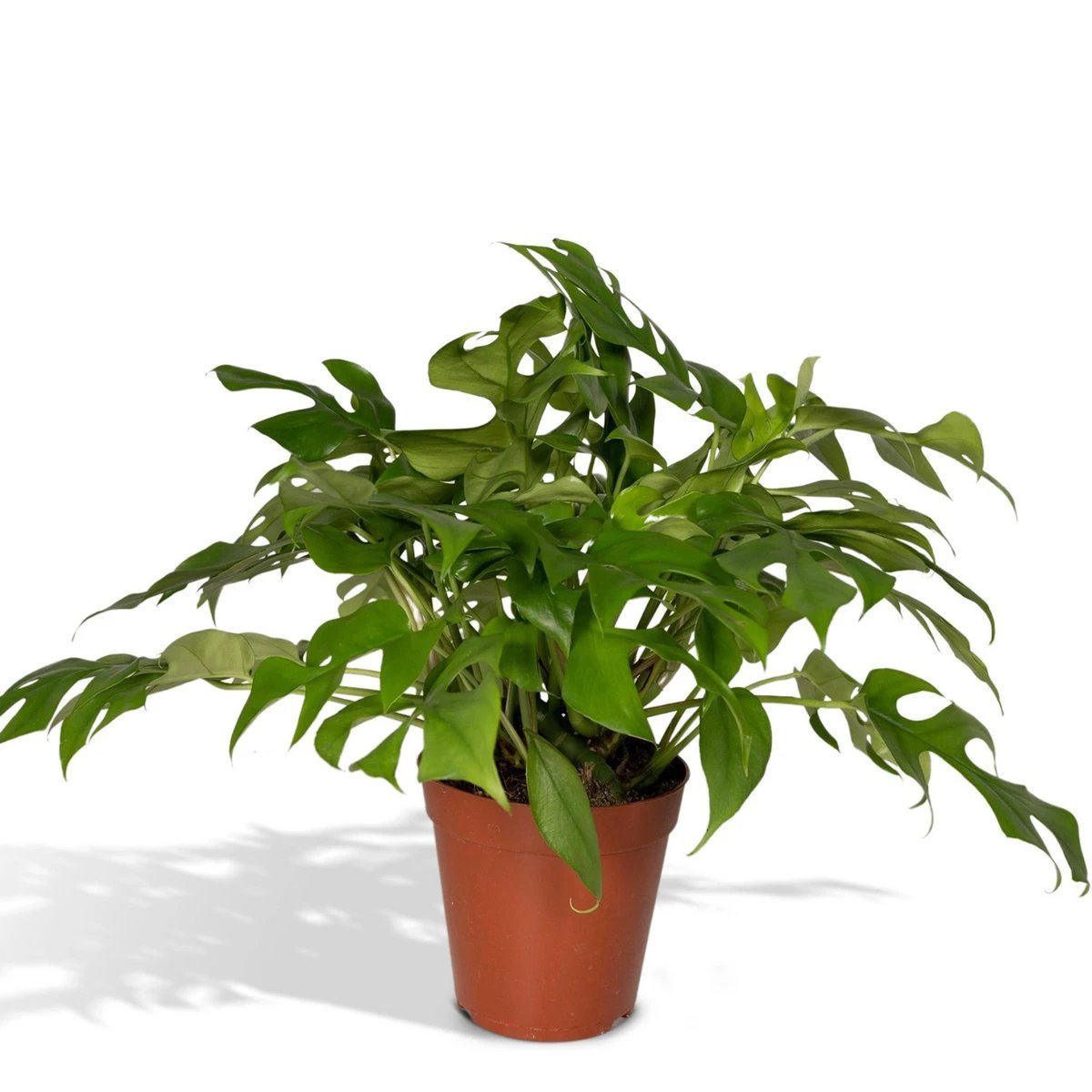 Monstera Minima - Hole plant - Ø15cm - ↕25cm by MEERgroothandel Planten